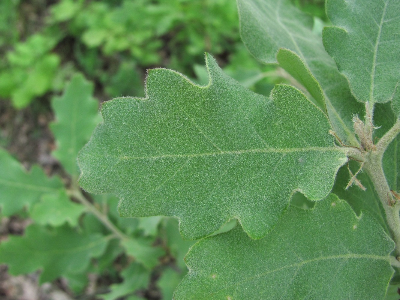 Изображение особи Quercus pubescens.