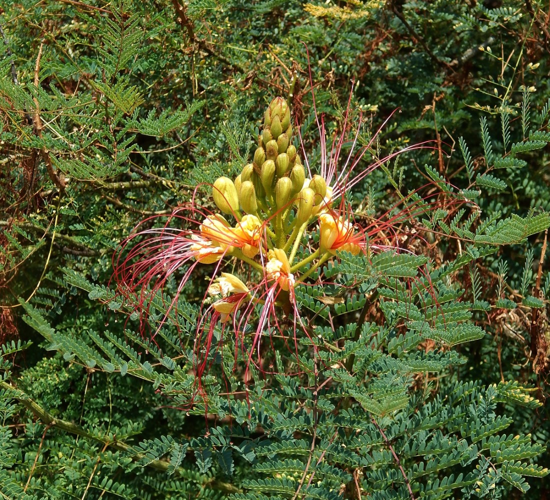 Image of Caesalpinia gilliesii specimen.