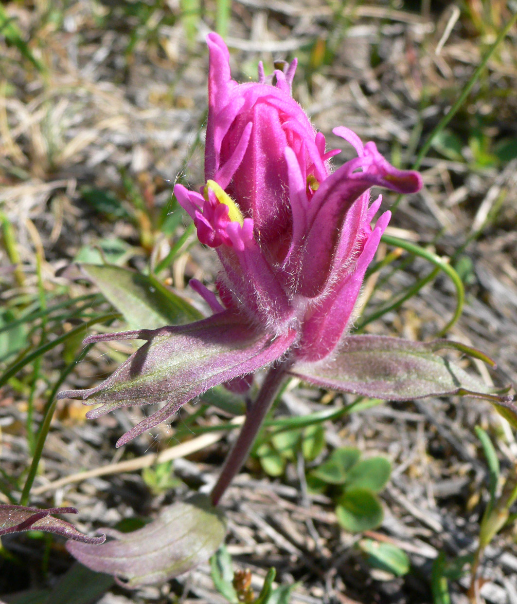 Image of Castilleja elegans specimen.