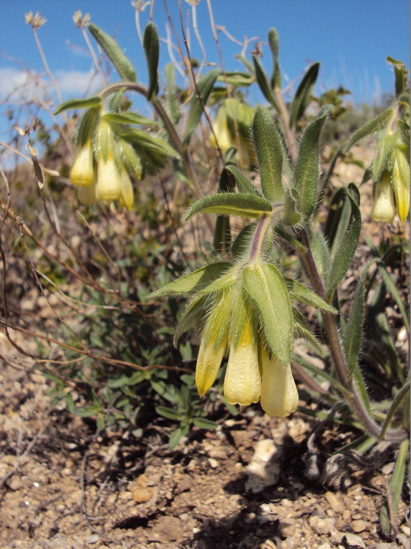 Image of Onosma gmelinii specimen.