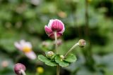 Anemone hupehensis