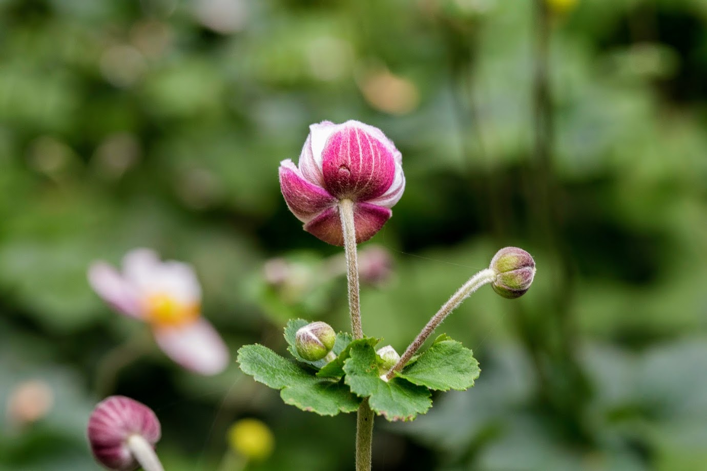 Изображение особи Anemone hupehensis.