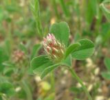 Trifolium striatum. Верхушка побега с соцветием. Дагестан, Кумторкалинский р-н, хр. Нарат-Тюбе, склон. 10.05.2018.