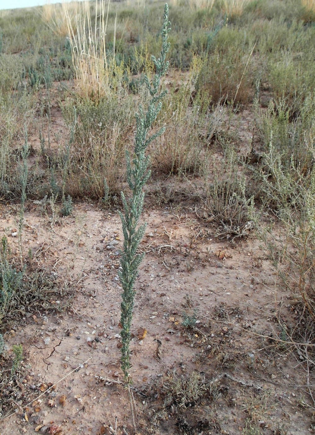 Изображение особи Sedobassia sedoides.