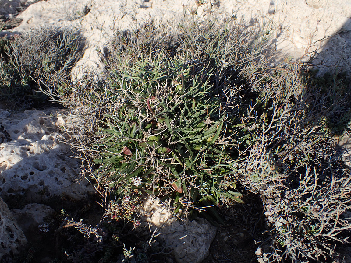 Изображение особи Cichorium spinosum.