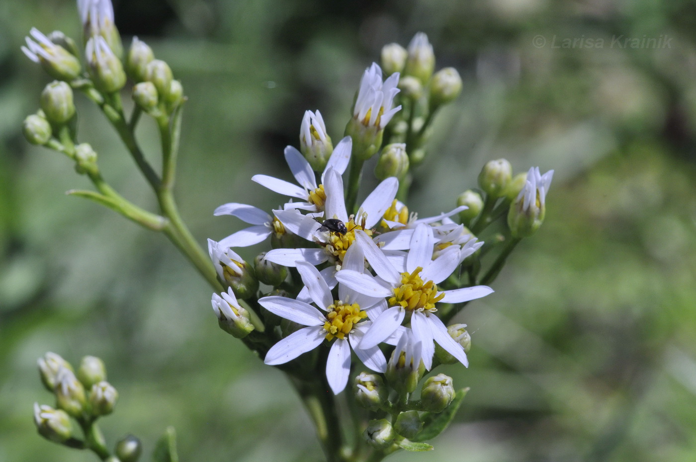 Image of Doellingeria scabra specimen.