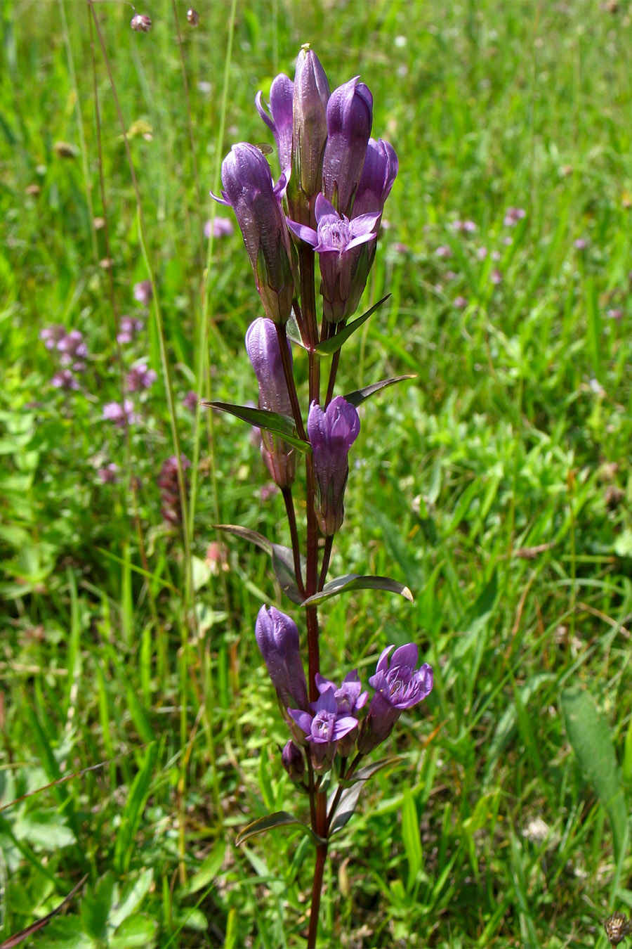 Image of Gentianella lingulata specimen.