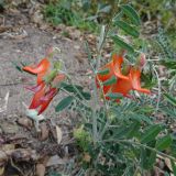 Sutherlandia frutescens