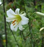 Lilium regale