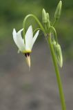 Dodecatheon form alba