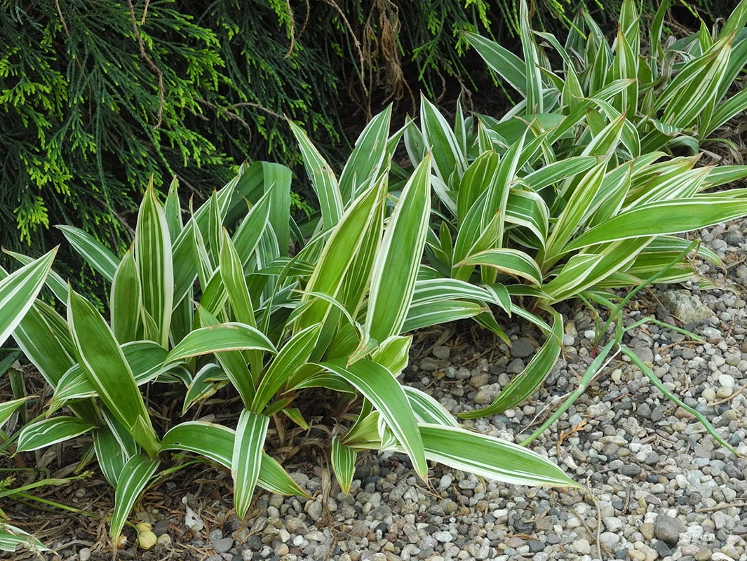 Image of Carex siderosticta specimen.