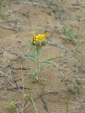 Arnebia coerulea