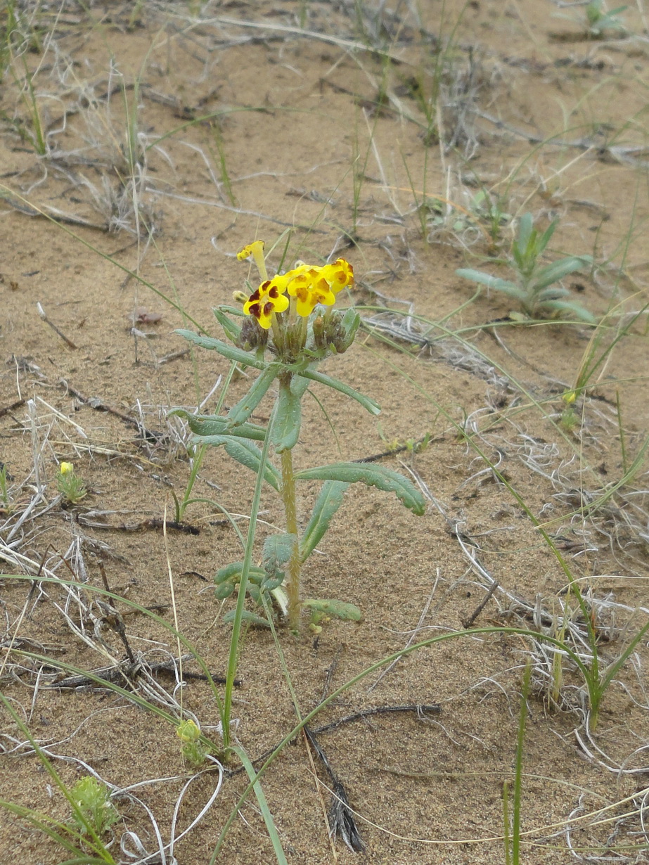 Изображение особи Arnebia coerulea.