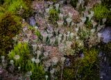 genus Cladonia