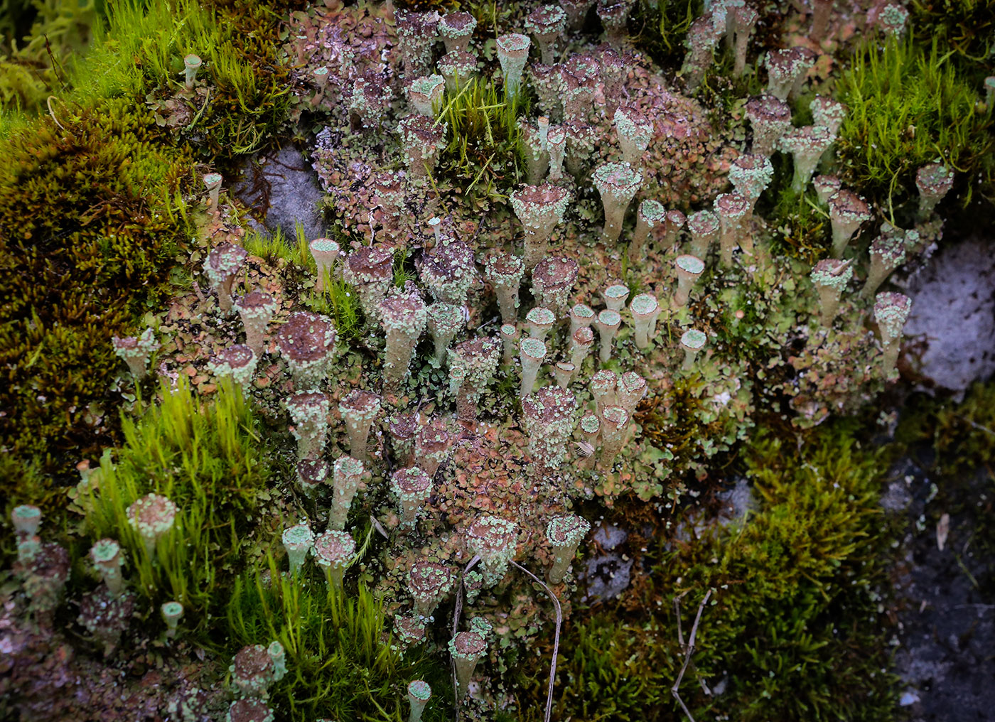 Изображение особи род Cladonia.