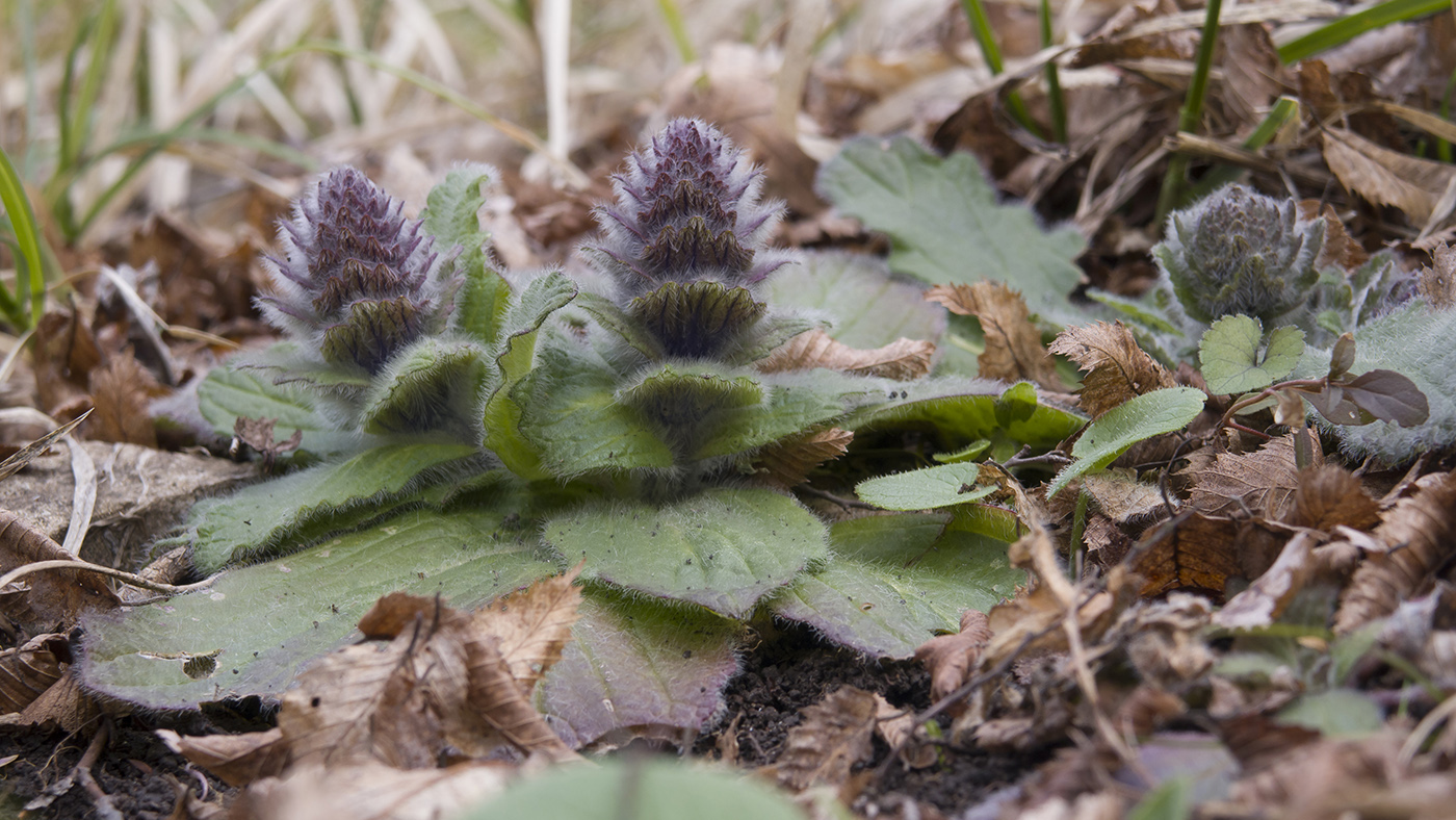 Image of Ajuga orientalis specimen.