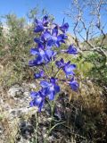 Delphinium longipedunculatum