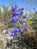 Delphinium longipedunculatum. Соцветие. Казахстан, Южно-Казахстанская обл., Сырдарья-Туркестанский государственный региональный природный парк, Боралдайский филиал. 30.05.2016.