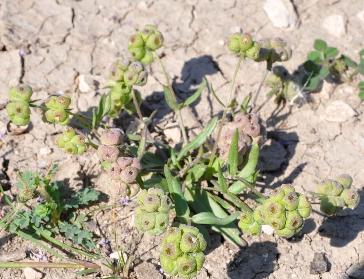 Изображение особи Valerianella vesicaria.