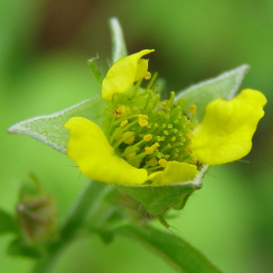 Изображение особи Geum urbanum.