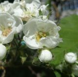 Crataegus submollis