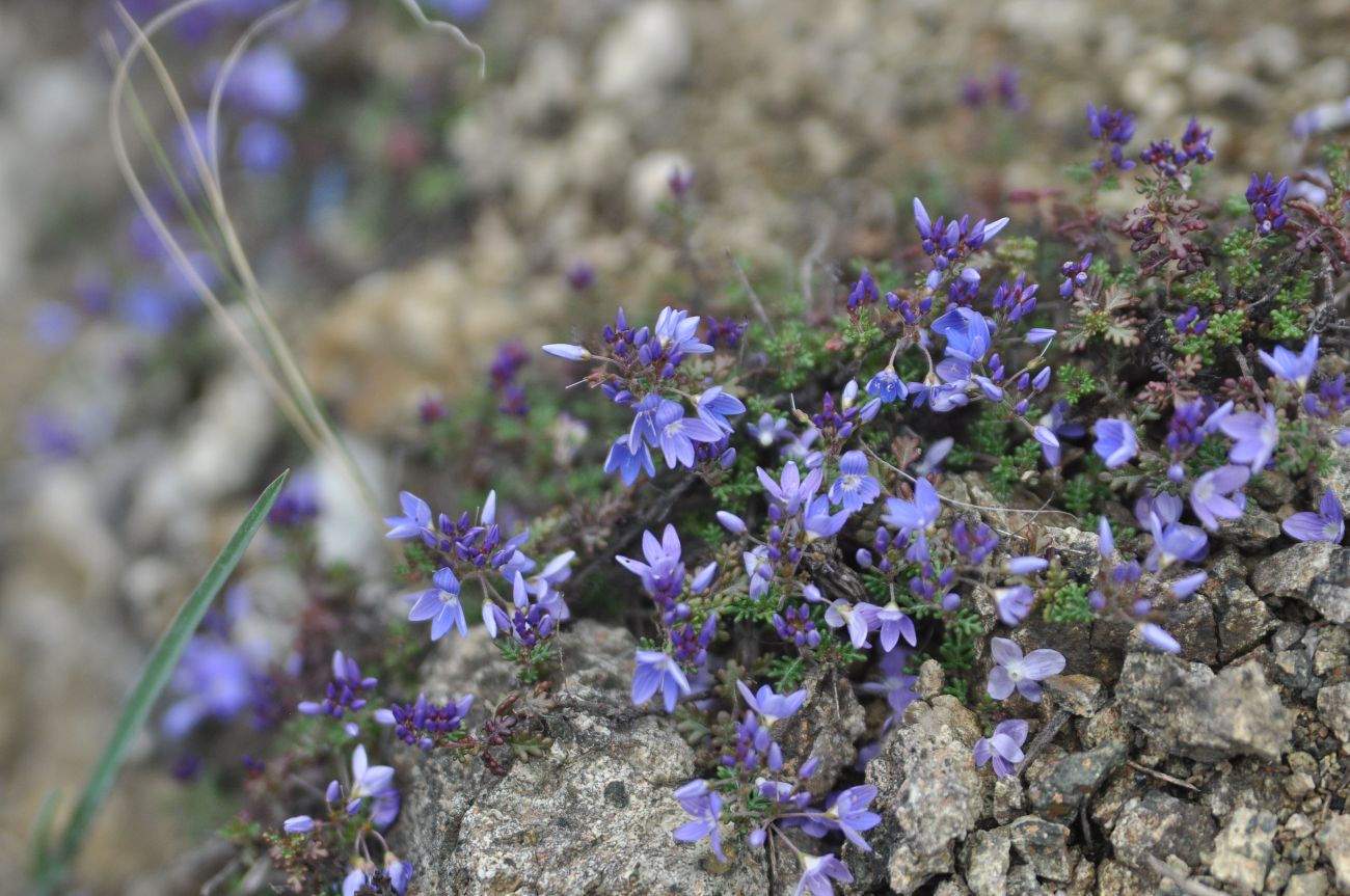 Image of Veronica oltensis specimen.