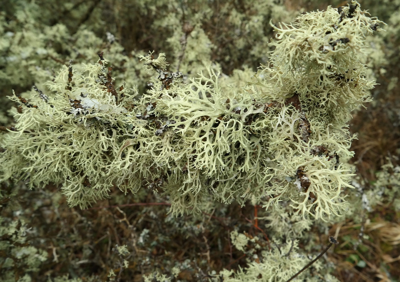 Изображение особи Evernia prunastri.