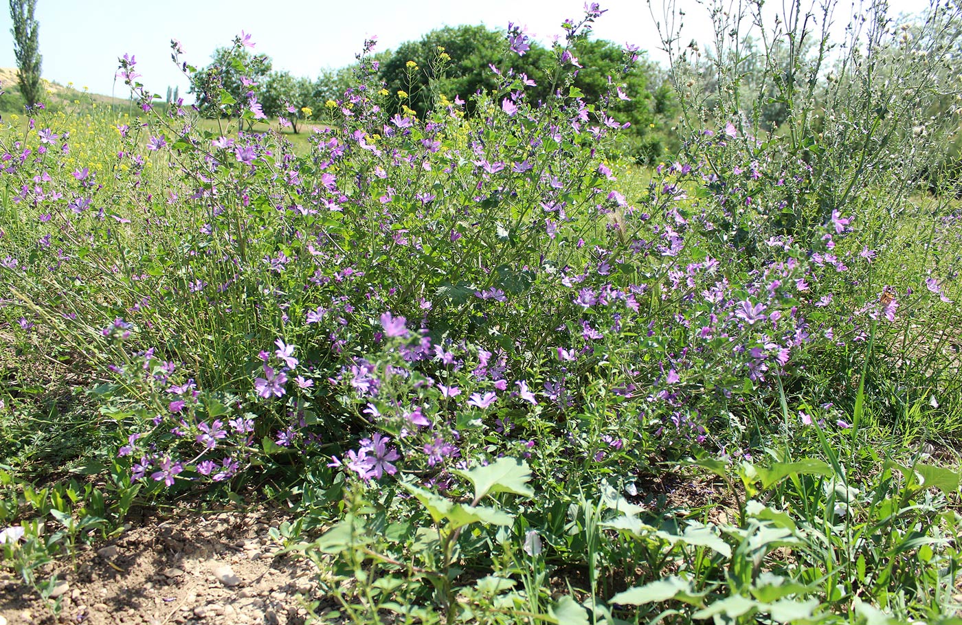 Image of Malva sylvestris specimen.