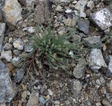 Euphorbia subspecies rigoi