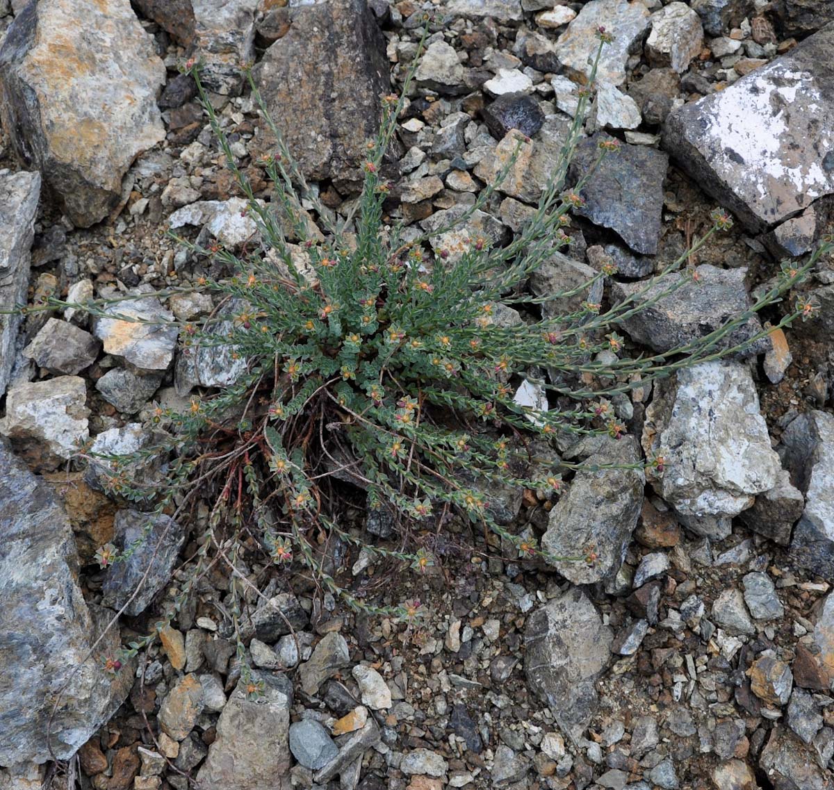 Image of Euphorbia cassia ssp. rigoi specimen.