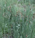 Typha minima