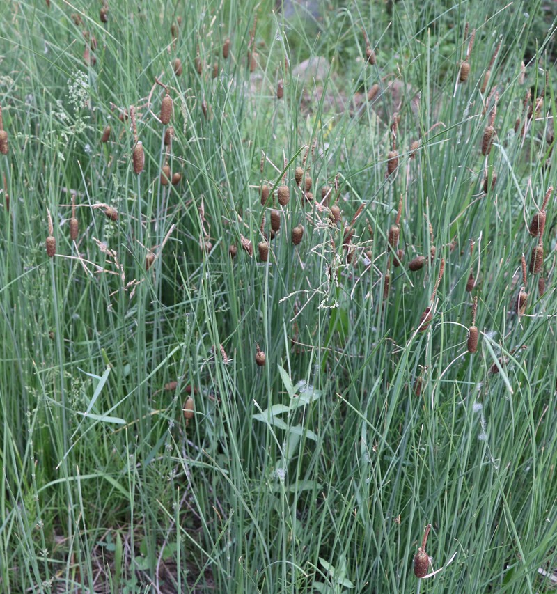 Изображение особи Typha minima.