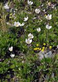 Anemone sylvestris