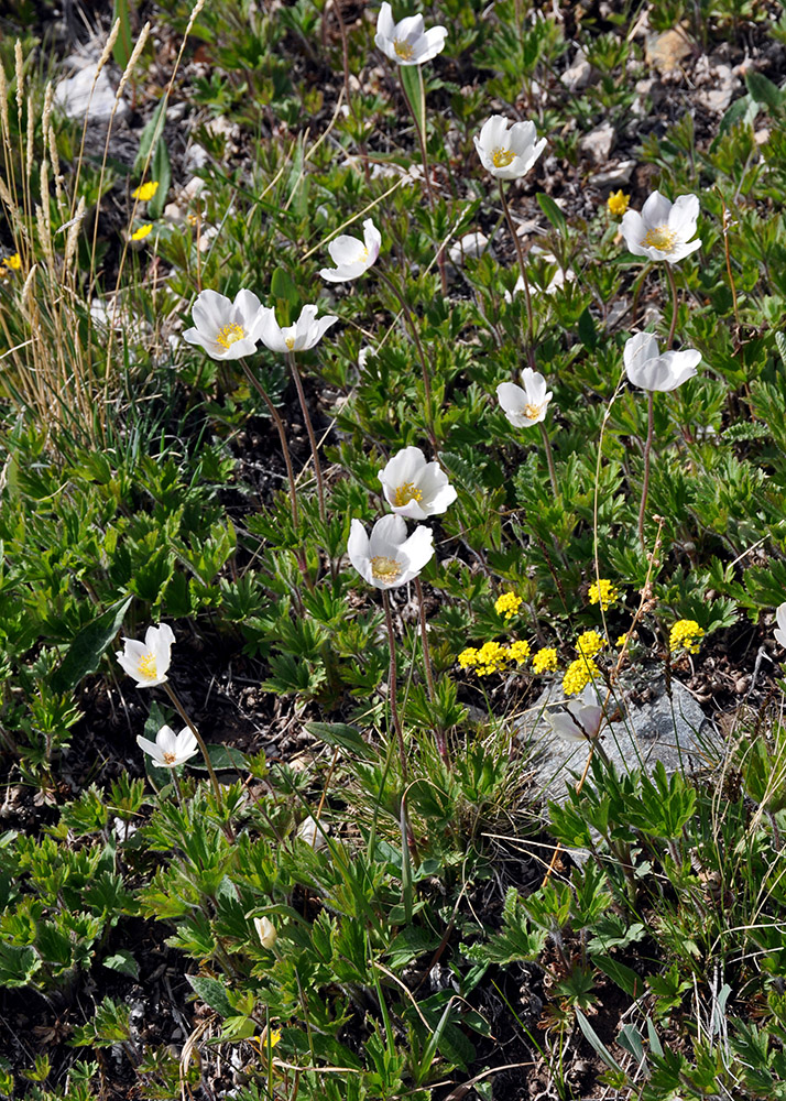 Изображение особи Anemone sylvestris.