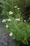 Achillea ptarmicifolia