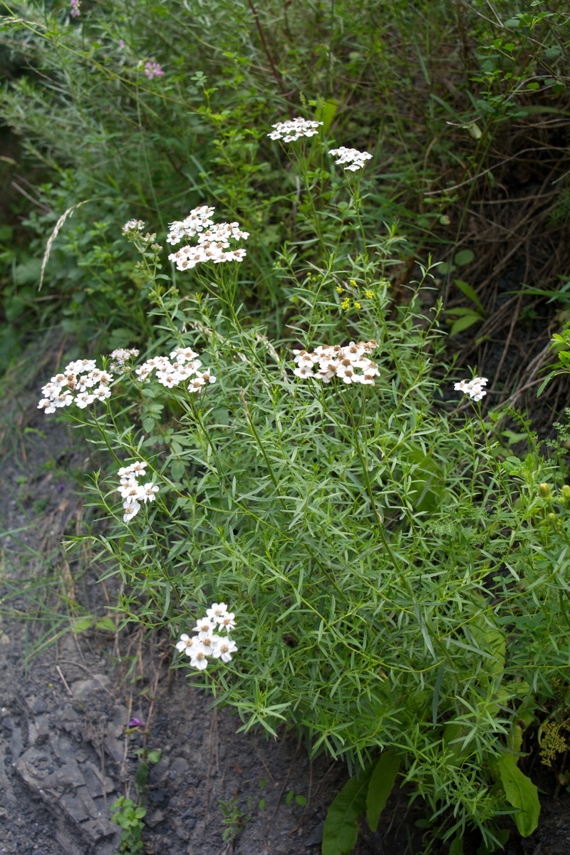 Изображение особи Achillea ptarmicifolia.