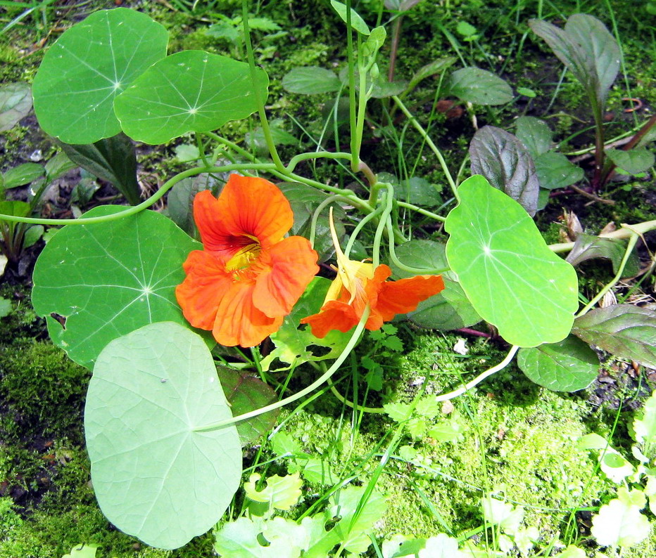 Image of Tropaeolum majus specimen.