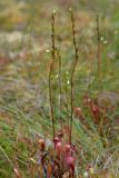 Drosera &times; obovata