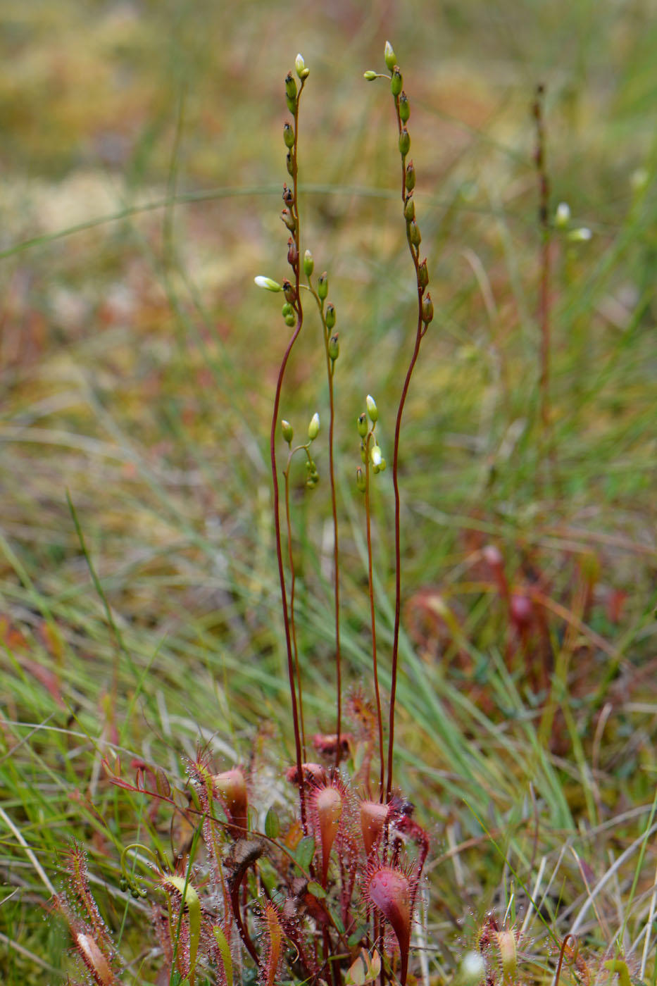 Изображение особи Drosera &times; obovata.