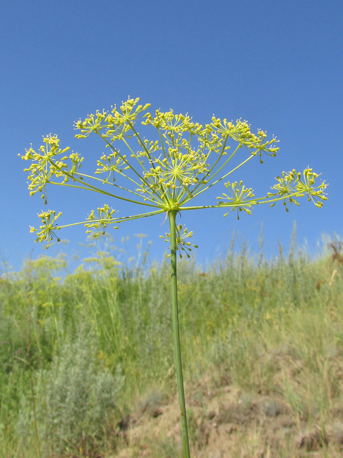 Изображение особи Peucedanum morisonii.