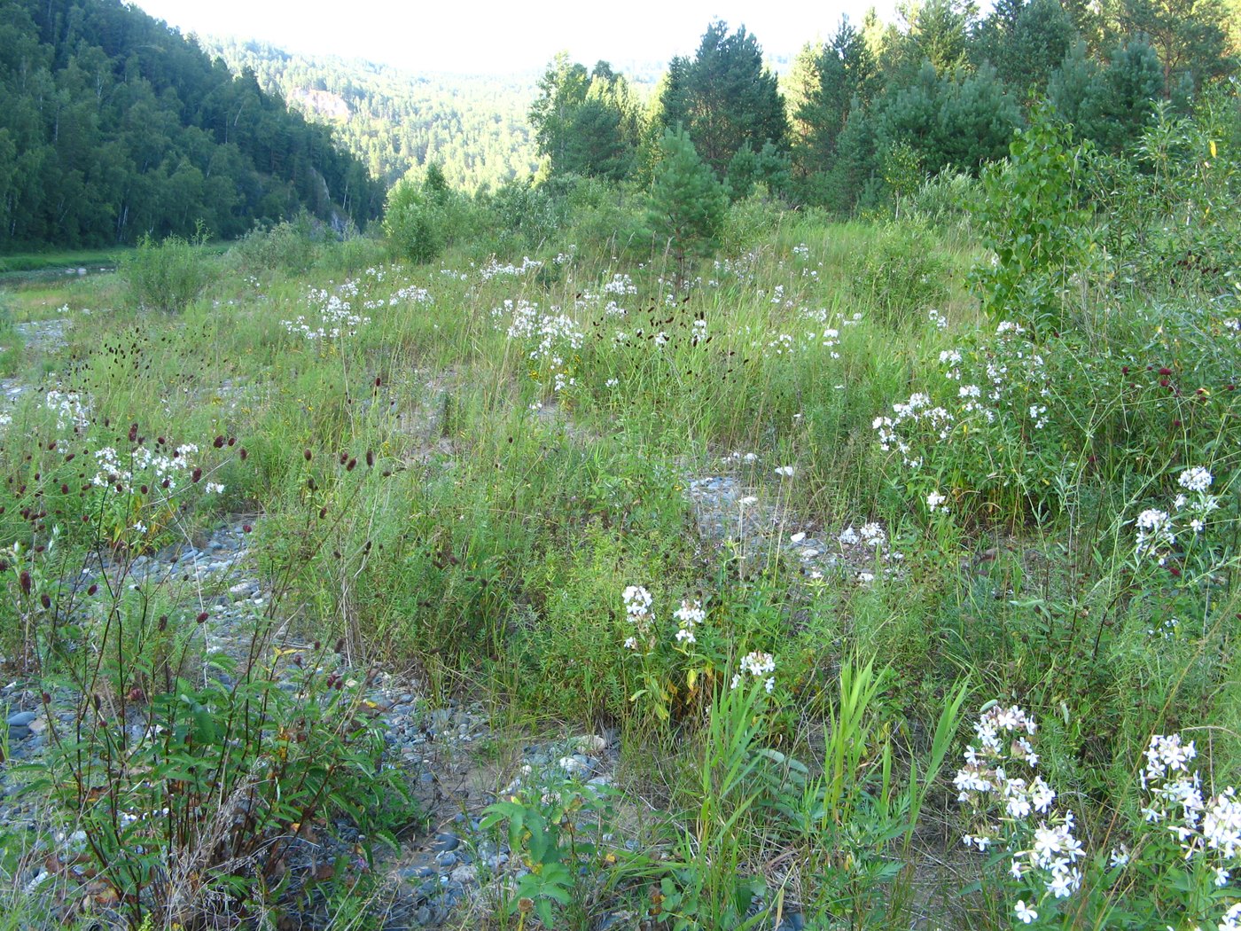 Изображение особи Saponaria officinalis.