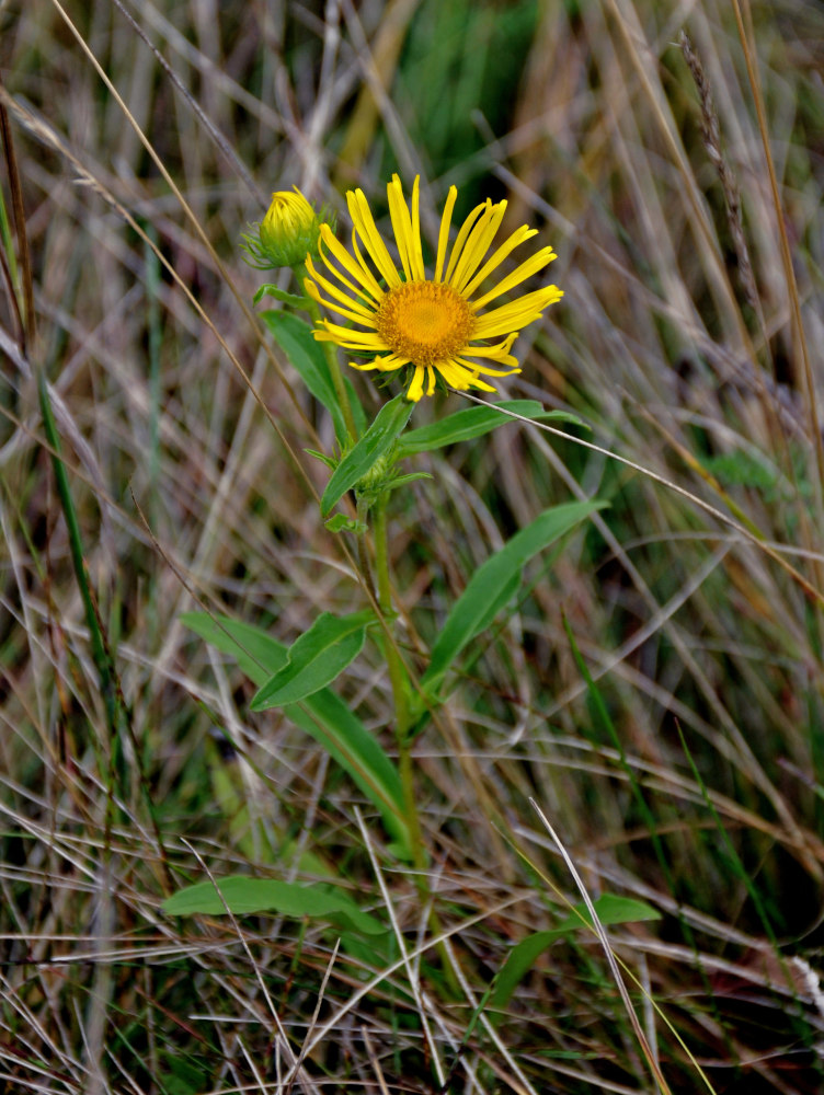 Изображение особи Inula britannica.