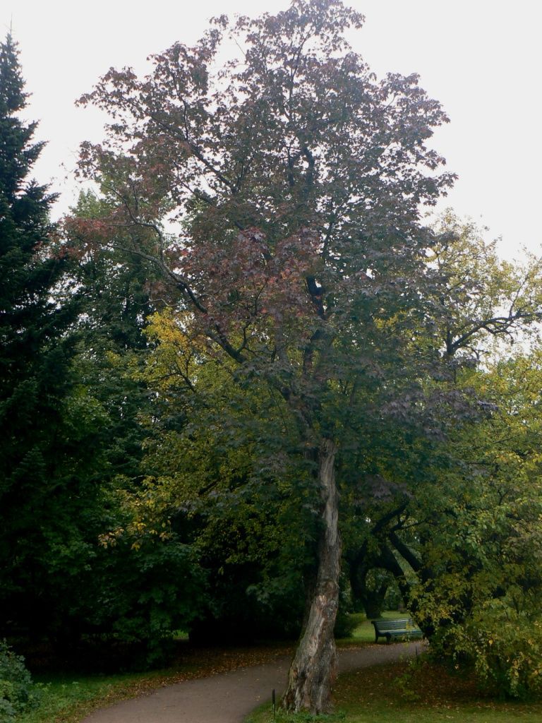 Image of Acer platanoides specimen.