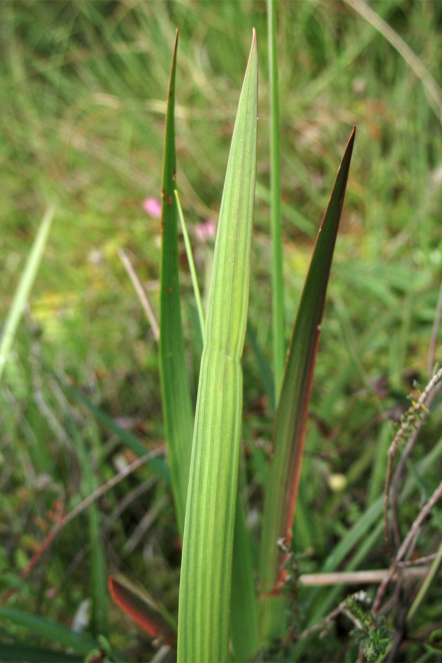 Image of Narthecium ossifragum specimen.