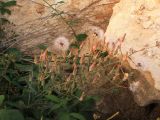 Lactuca tuberosa