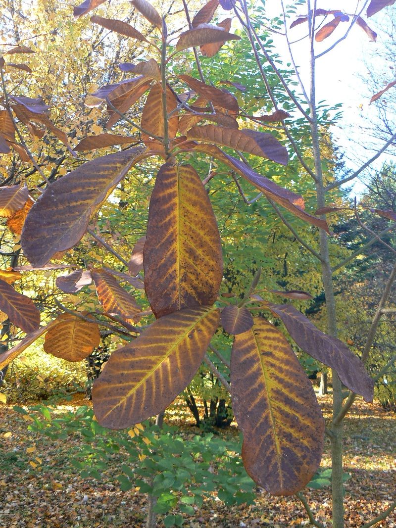 Image of Magnolia officinalis specimen.