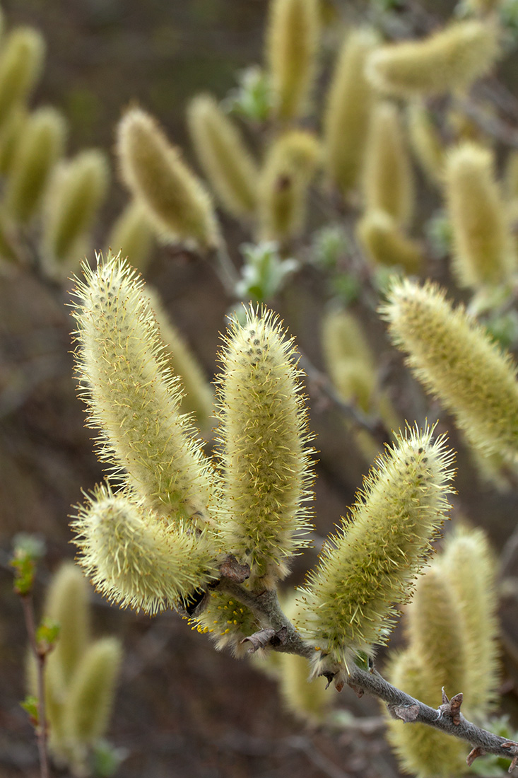 Image of Salix lanata specimen.