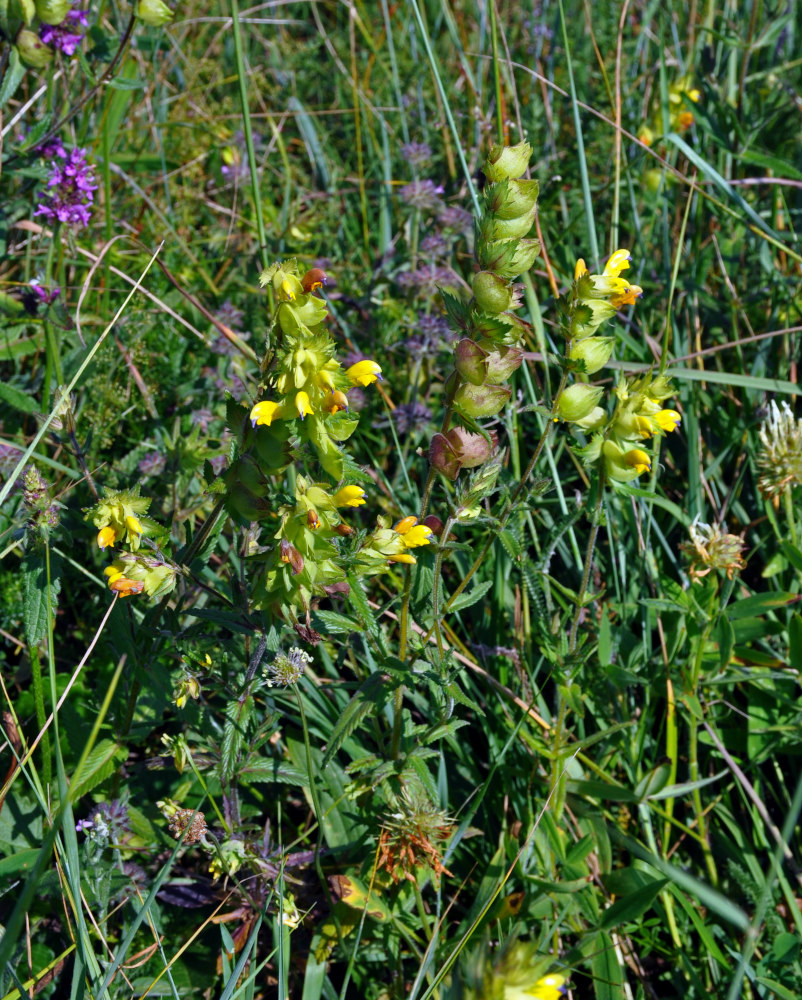 Image of genus Rhinanthus specimen.
