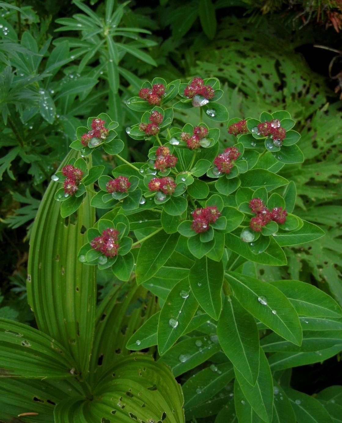 Image of Euphorbia pilosa specimen.