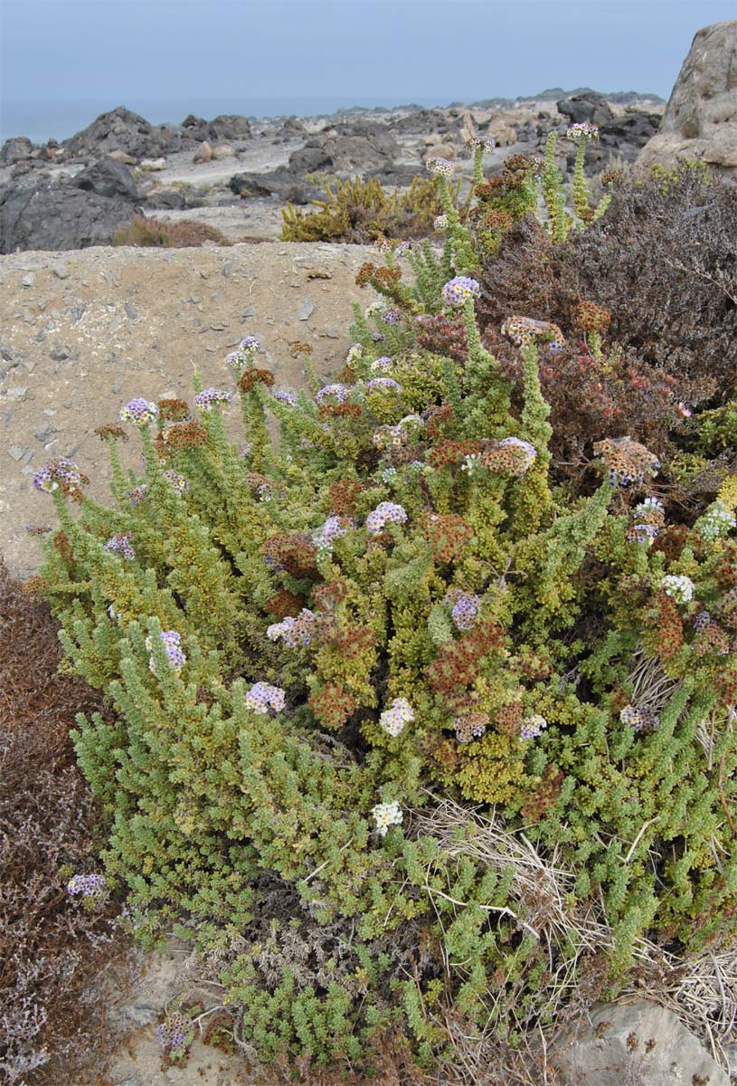 Изображение особи Heliotropium pycnophyllum.